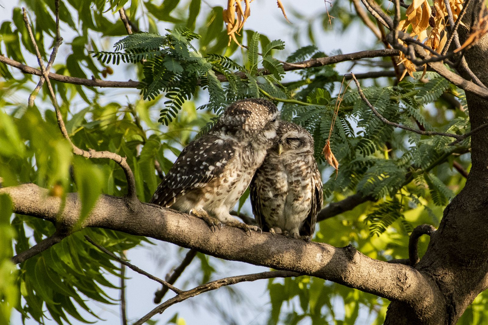 Spotted owlet (9)